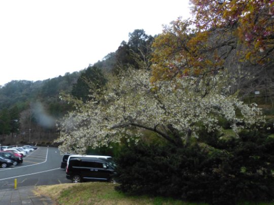 愛知県民の森 無料駐車場